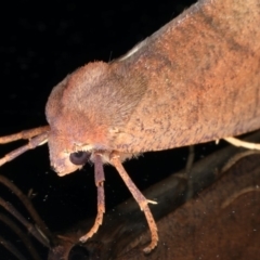 Fisera perplexata at Ainslie, ACT - 25 Apr 2020