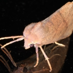 Fisera perplexata at Ainslie, ACT - 25 Apr 2020