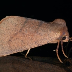 Fisera perplexata at Ainslie, ACT - 25 Apr 2020