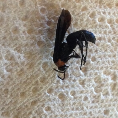 Ferreola handschini (Orange-collared Spider Wasp) at Akolele, NSW - 26 Apr 2020 by Ascher