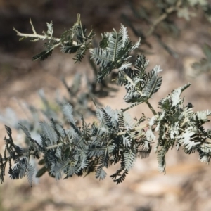 Acacia baileyana at Illilanga & Baroona - 24 Apr 2020