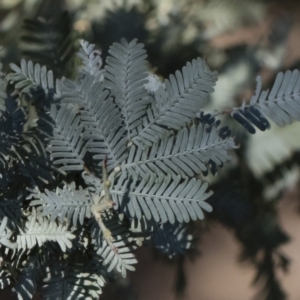 Acacia baileyana at Illilanga & Baroona - 24 Apr 2020