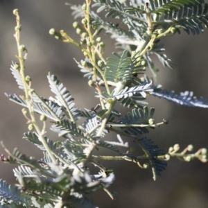 Acacia baileyana at Illilanga & Baroona - 24 Apr 2020