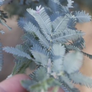 Acacia baileyana at Illilanga & Baroona - 24 Apr 2020