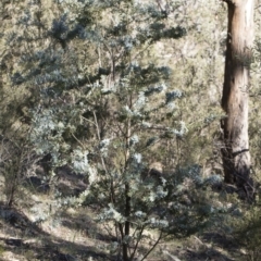 Acacia baileyana at Illilanga & Baroona - 24 Apr 2020