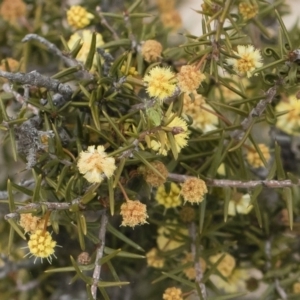 Acacia ulicifolia at Illilanga & Baroona - 13 Oct 2018 02:02 PM