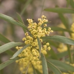 Acacia rubida (Red-stemmed Wattle, Red-leaved Wattle) at Illilanga & Baroona - 13 Oct 2018 by Illilanga