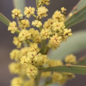 Acacia rubida at Illilanga & Baroona - 13 Oct 2018