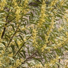 Acacia rubida at Illilanga & Baroona - 13 Oct 2018