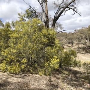 Acacia rubida at Illilanga & Baroona - 13 Oct 2018