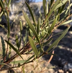 Acacia rubida (Red-stemmed Wattle, Red-leaved Wattle) at Illilanga & Baroona - 22 Aug 2018 by Illilanga