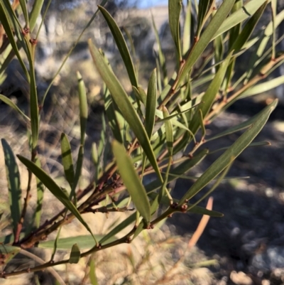 Acacia rubida (Red-stemmed Wattle, Red-leaved Wattle) at Illilanga & Baroona - 22 Aug 2018 by Illilanga