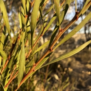 Acacia rubida at Illilanga & Baroona - 22 Aug 2018 04:54 PM