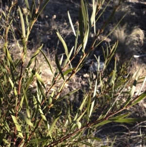 Acacia rubida at Illilanga & Baroona - 22 Aug 2018 04:54 PM