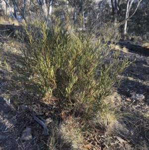 Acacia rubida at Illilanga & Baroona - 22 Aug 2018 04:54 PM