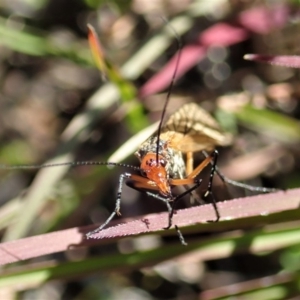 Chorista australis at Cook, ACT - 23 Apr 2020 02:16 PM