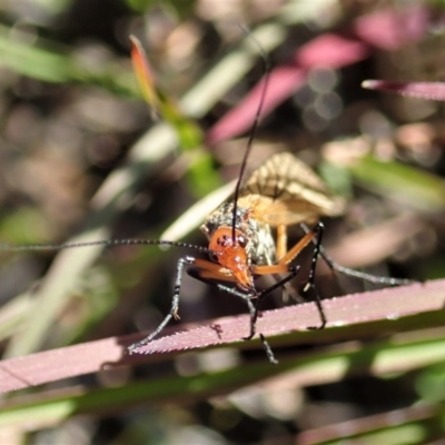 Chorista australis (Autumn scorpion fly) at Mount Painter - 23 Apr 2020 by CathB