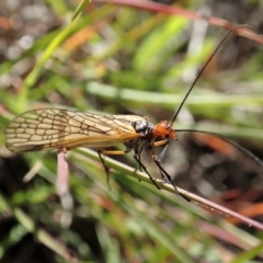 Chorista australis at Cook, ACT - 23 Apr 2020