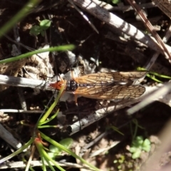 Chorista australis at Cook, ACT - 23 Apr 2020