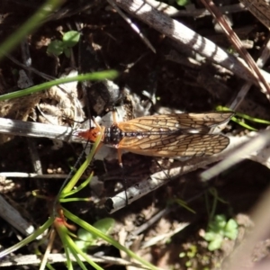 Chorista australis at Cook, ACT - 23 Apr 2020 02:16 PM