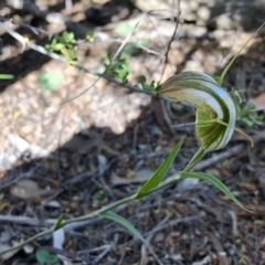 Diplodium ampliatum (Large Autumn Greenhood) at Kambah, ACT - 25 Apr 2020 by TinkaTutu