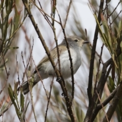 Gerygone fusca (Western Gerygone) at Michelago, NSW - 15 Feb 2020 by Illilanga