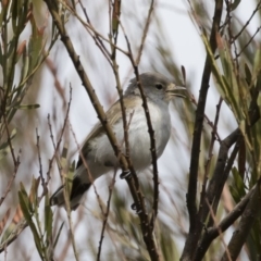 Gerygone fusca at Michelago, NSW - 15 Feb 2020