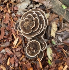 Trametes versicolor (Turkey Tail) at Deakin, ACT - 13 Apr 2020 by Boronia