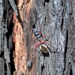 Daerlac cephalotes (Ant Mimicking Seedbug) at Dunlop, ACT - 24 Apr 2020 by CathB