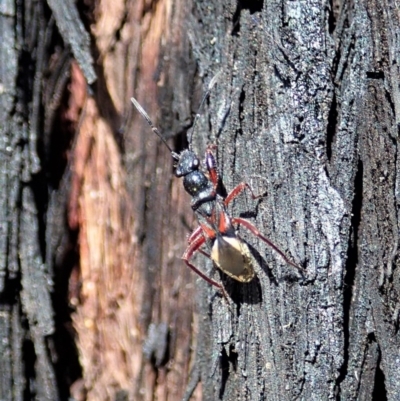 Daerlac cephalotes (Ant Mimicking Seedbug) at Dunlop, ACT - 24 Apr 2020 by CathB