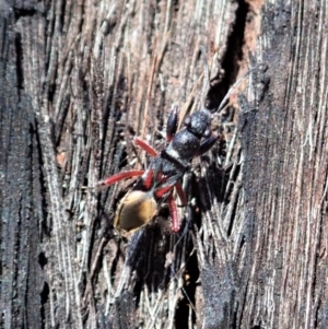 Daerlac cephalotes at Dunlop, ACT - 24 Apr 2020 01:39 AM