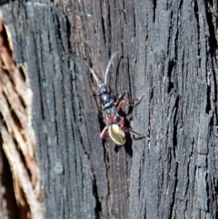 Daerlac cephalotes at Dunlop, ACT - 24 Apr 2020 01:39 AM