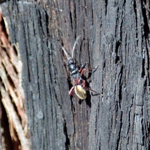 Daerlac cephalotes at Dunlop, ACT - 24 Apr 2020 01:39 AM