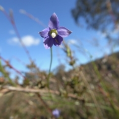 Wahlenbergia sp. (Bluebell) at Yass River, NSW - 24 Apr 2020 by SenexRugosus