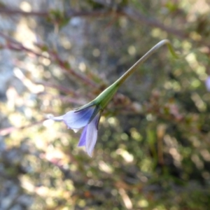 Wahlenbergia sp. at Yass River, NSW - 24 Apr 2020