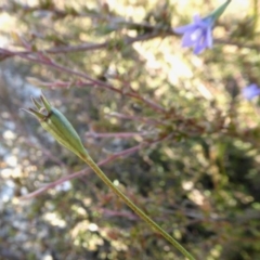 Wahlenbergia sp. at Yass River, NSW - 24 Apr 2020