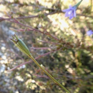 Wahlenbergia sp. at Yass River, NSW - 24 Apr 2020