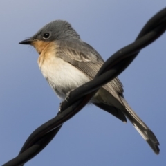 Myiagra rubecula (Leaden Flycatcher) at Michelago, NSW - 9 Mar 2020 by Illilanga