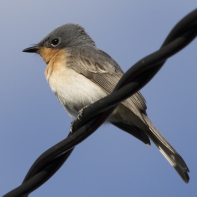 Myiagra rubecula (Leaden Flycatcher) at Michelago, NSW - 9 Mar 2020 by Illilanga