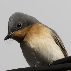 Myiagra rubecula at Michelago, NSW - 9 Mar 2020