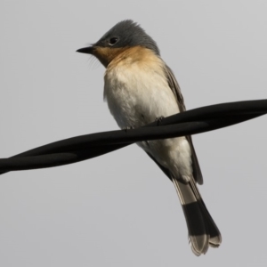 Myiagra rubecula at Michelago, NSW - 9 Mar 2020