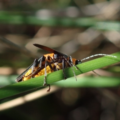 Chauliognathus tricolor (Tricolor soldier beetle) at Mount Painter - 23 Apr 2020 by CathB