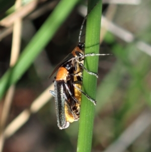 Chauliognathus tricolor at Cook, ACT - 23 Apr 2020