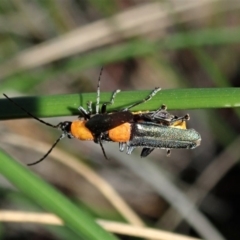 Chauliognathus tricolor at Cook, ACT - 23 Apr 2020 02:04 PM