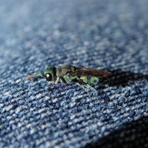 Chrysididae (family) at Dunlop, ACT - 24 Apr 2020