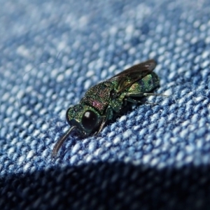 Chrysididae (family) at Dunlop, ACT - 24 Apr 2020