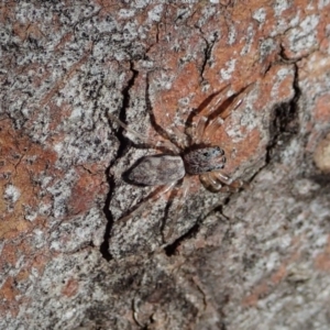 Arasia mollicoma at Dunlop, ACT - 24 Apr 2020 12:55 PM