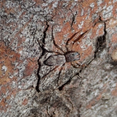Arasia mollicoma (Flat-white Jumping Spider) at Aranda Bushland - 24 Apr 2020 by CathB