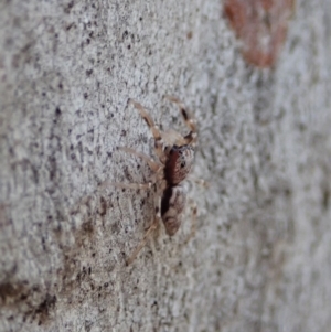 Arasia mollicoma at Dunlop, ACT - 24 Apr 2020