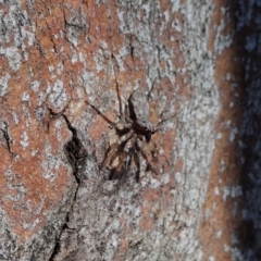 Arasia mollicoma at Dunlop, ACT - 24 Apr 2020 12:55 PM